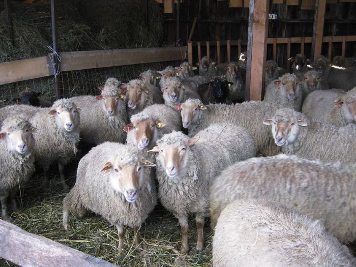 oile mele in romania - oi suffolk stahrl si texel-Firma kolcsar-Oroszlany