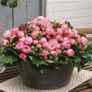 playfull rococo-Floribunda - Achizitii trandafiri toamna 2017