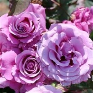charles du gaulle-Floribunda - Achizitii trandafiri toamna 2017