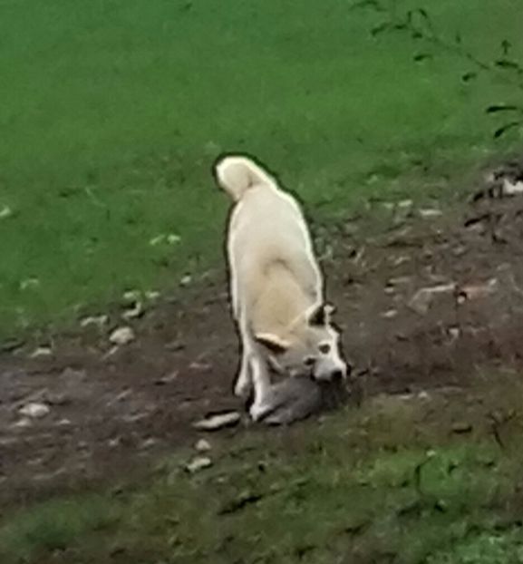 Akita Inu - Alti catei si animale