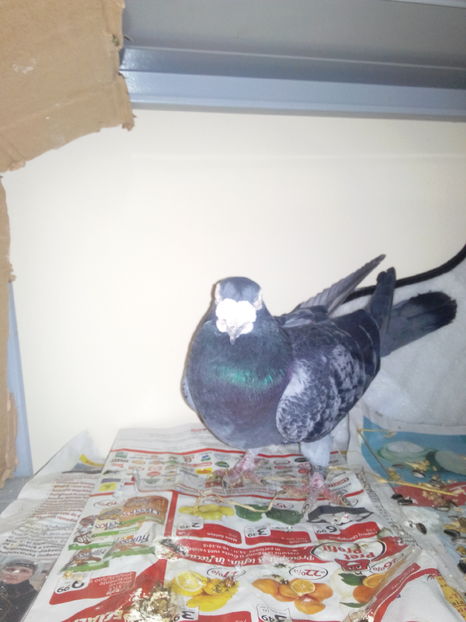  - VOIAJORI STIL VECHI SI  VOIAJORI DE FRUMUSETE