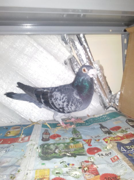  - VOIAJORI STIL VECHI SI  VOIAJORI DE FRUMUSETE