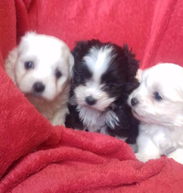 Bichon Havanese - Animale de vanzare For sale