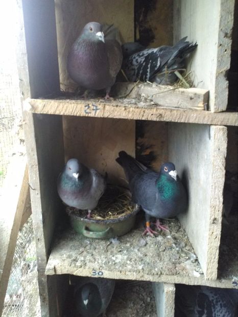  - poze porumbei 2017