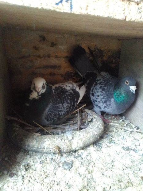  - poze porumbei 2017