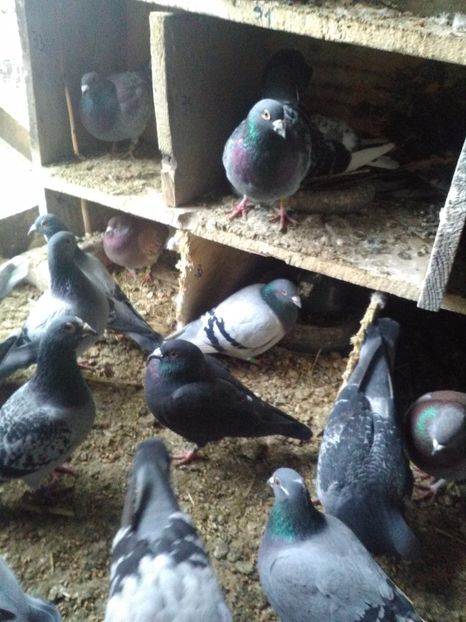  - poze porumbei 2017