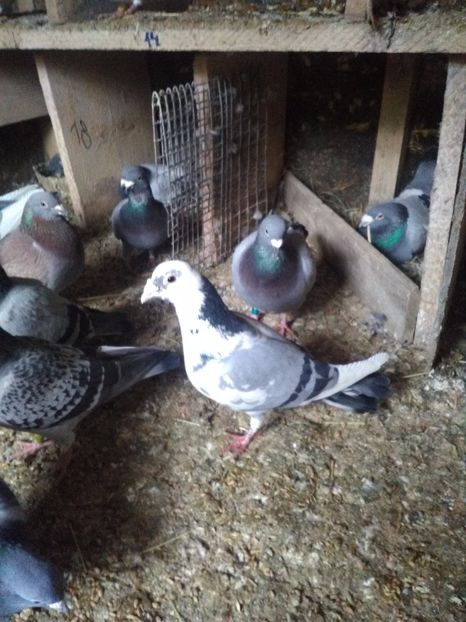  - poze porumbei 2017