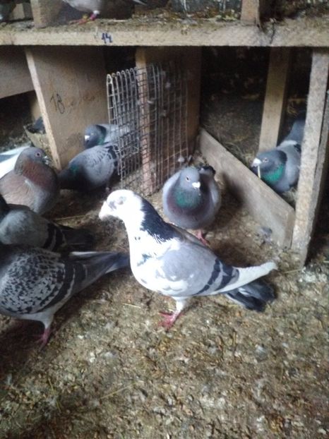  - poze porumbei 2017