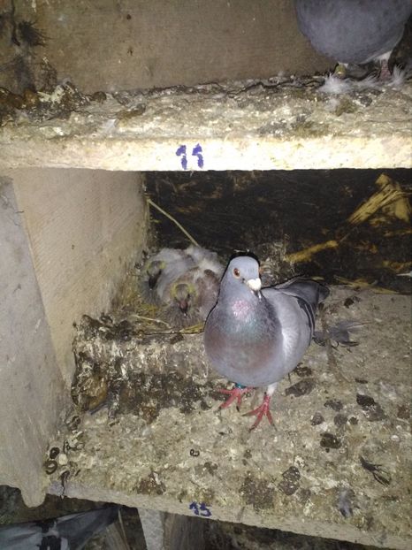  - poze porumbei 2017