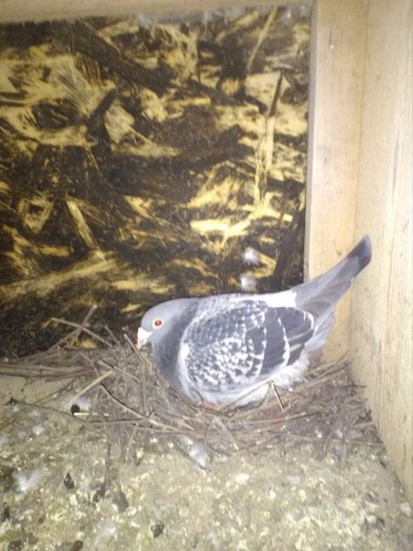  - poze porumbei 2017