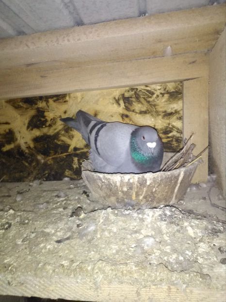  - poze porumbei 2017