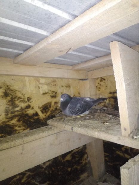  - poze porumbei 2017