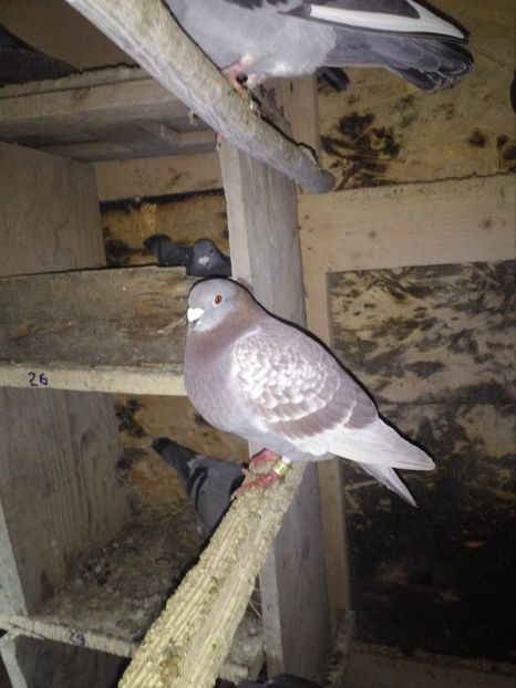  - poze porumbei 2017