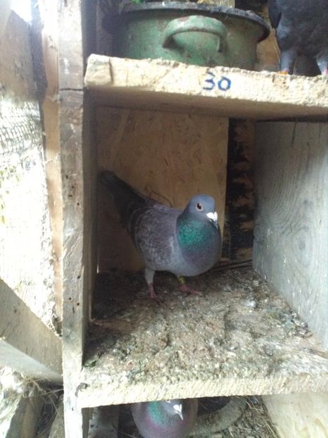  - poze porumbei 2017