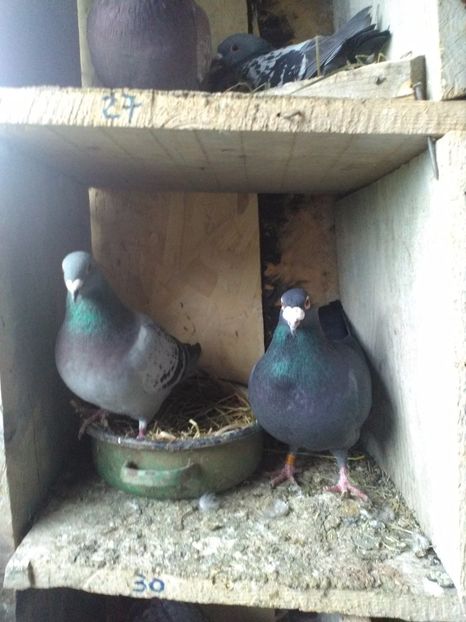  - poze porumbei 2017