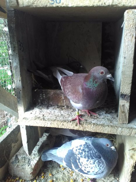  - poze porumbei 2017