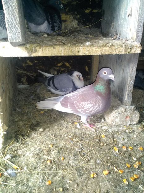  - poze porumbei 2017