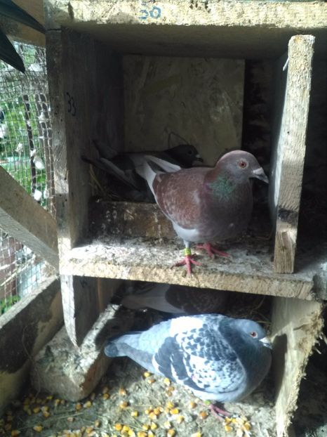  - poze porumbei 2017