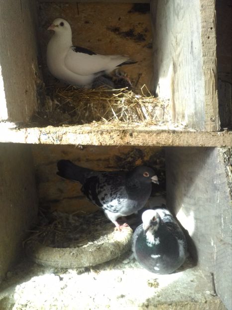  - poze porumbei 2017