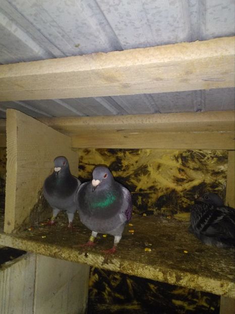  - poze porumbei 2017