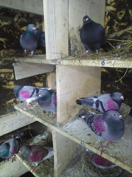  - poze porumbei 2017