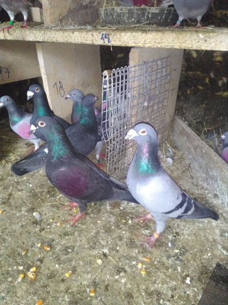  - poze porumbei 2017