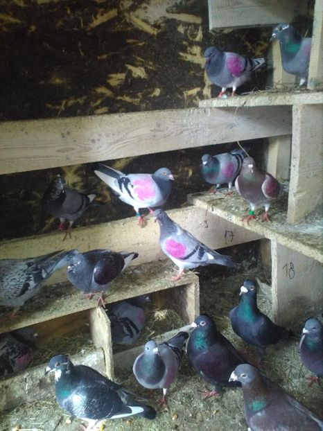  - poze porumbei 2017