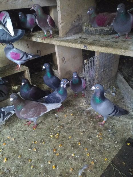  - poze porumbei 2017