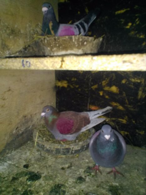  - poze porumbei 2017