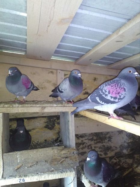  - poze porumbei 2017