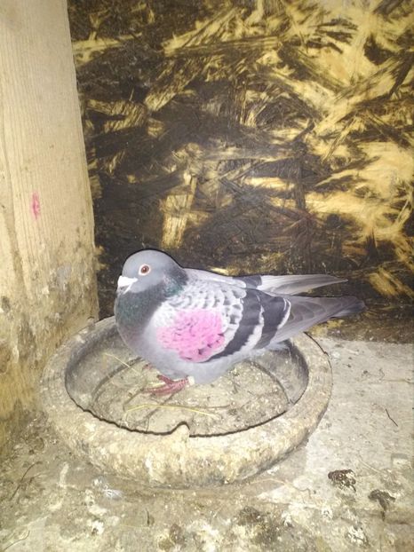  - poze porumbei 2017