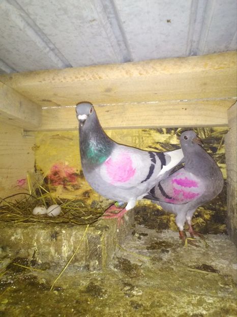  - poze porumbei 2017