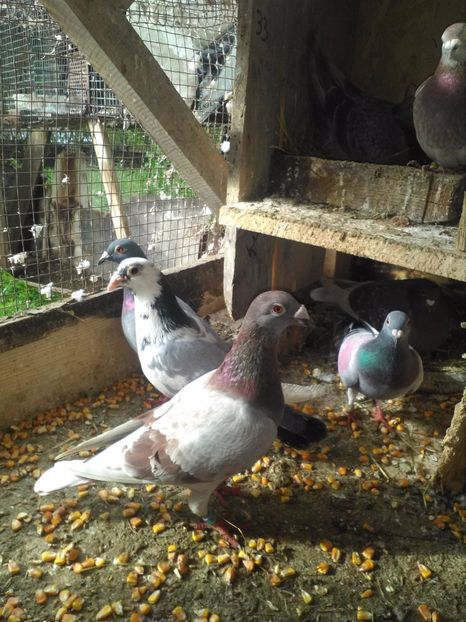  - poze porumbei 2017