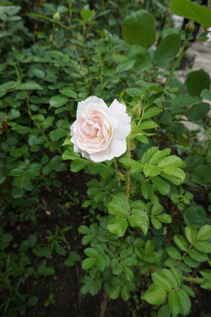  - Rosa rugosa Ritausma