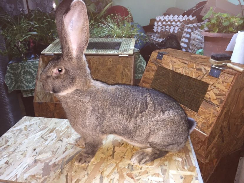 0-1....Martie 2017....7,4 Kg - 0 Lotul meu Național la gri ptr 2017