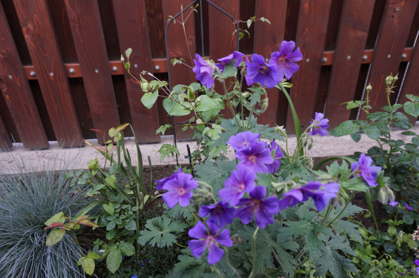  - Geranium si alte perene