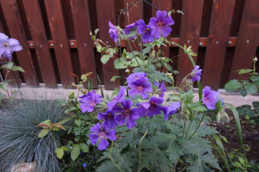  - Geranium si alte perene