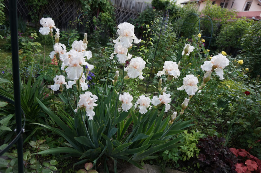 Treasure - Irisi 2017