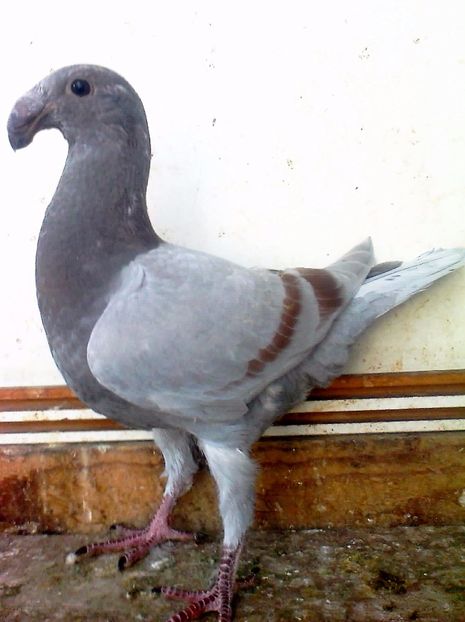 fotografie3208_001_001_001 - F ___ VOIAJORI GERMANI