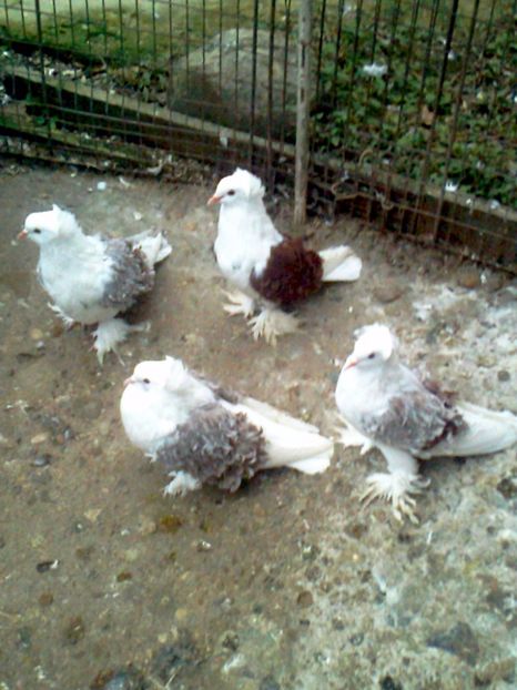 fotografie3217_001 - D ___ CRETI  FRANCEZI CAPACITI