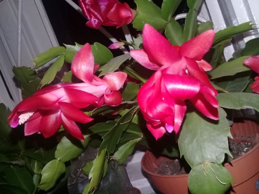  - Schlumbergera 2014-prezent