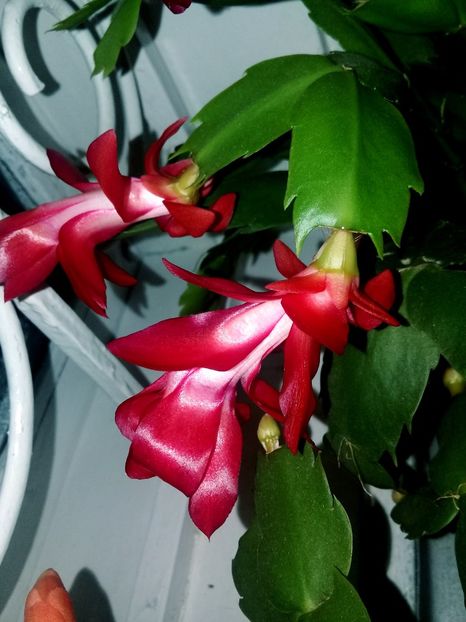  - Schlumbergera 2014-prezent