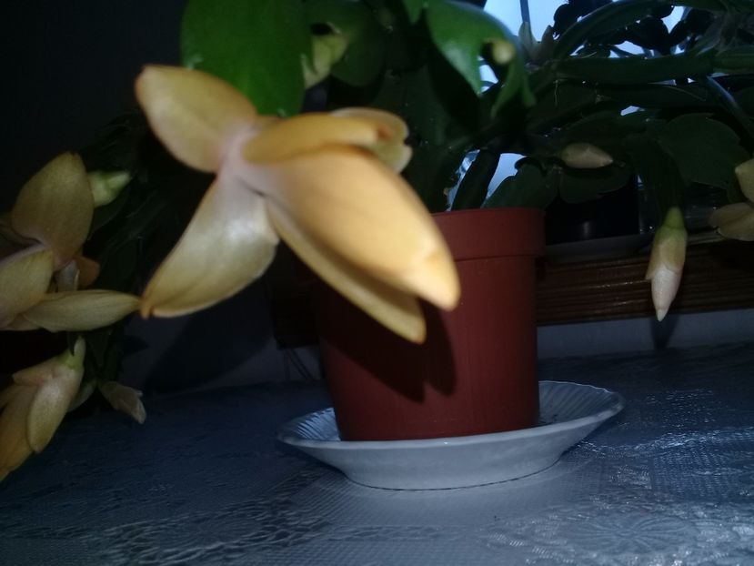  - Schlumbergera 2014-prezent