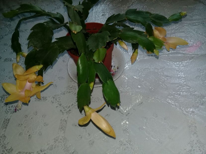  - Schlumbergera 2014-prezent