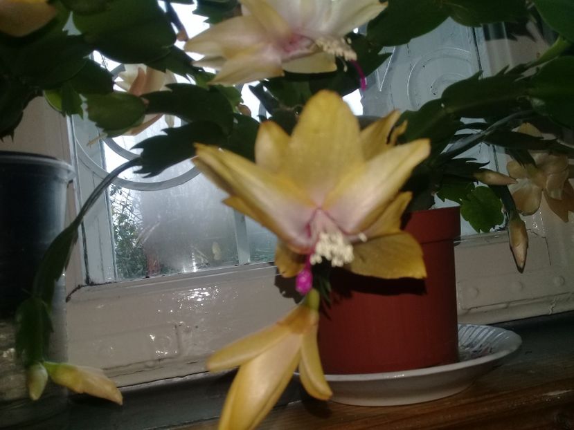  - Schlumbergera 2014-prezent