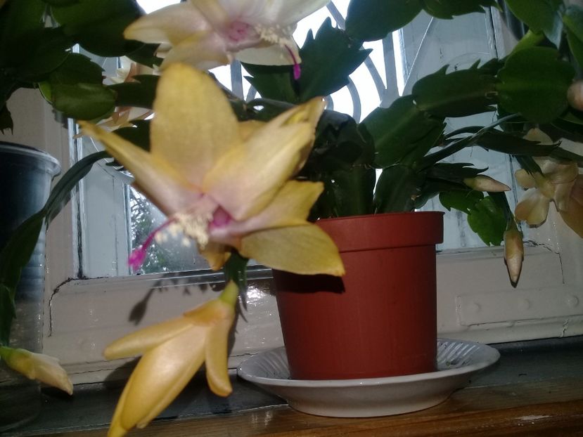  - Schlumbergera 2014-prezent