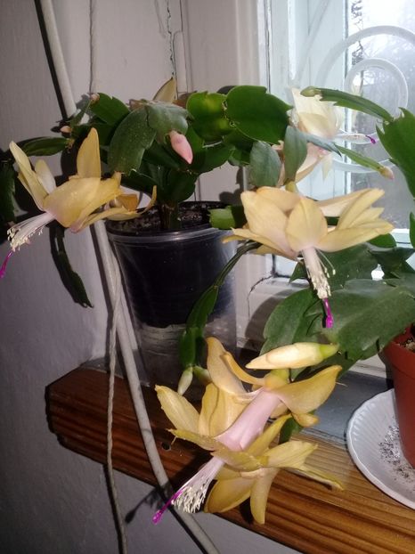  - Schlumbergera 2014-prezent