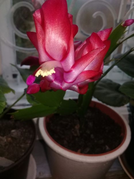  - Schlumbergera 2014-prezent