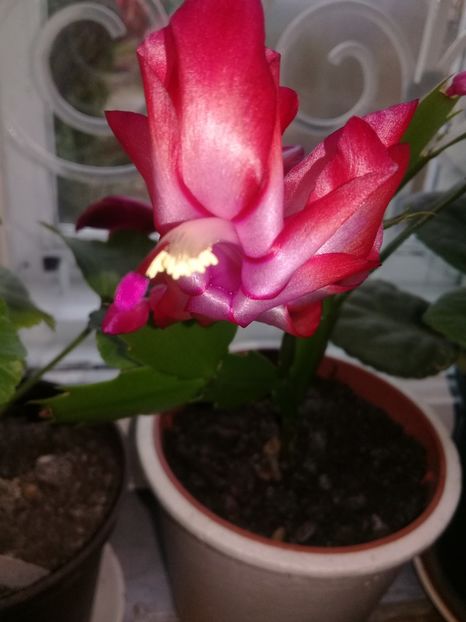  - Schlumbergera 2014-prezent