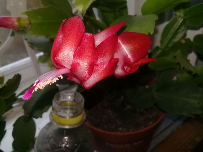  - Schlumbergera 2014-prezent